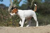 PARSON RUSSEL TERRIER 038